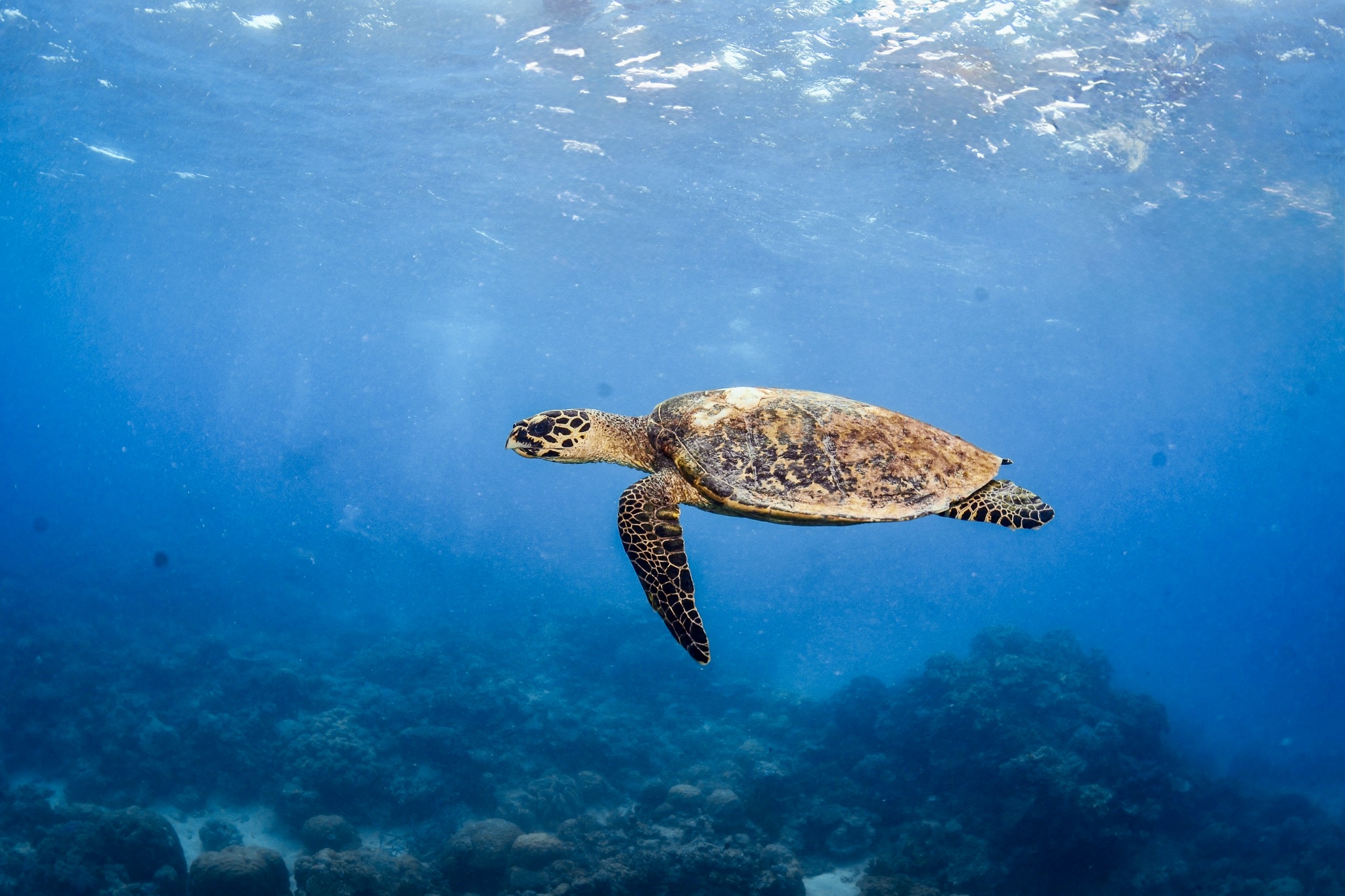 Coral reef structure and marine life