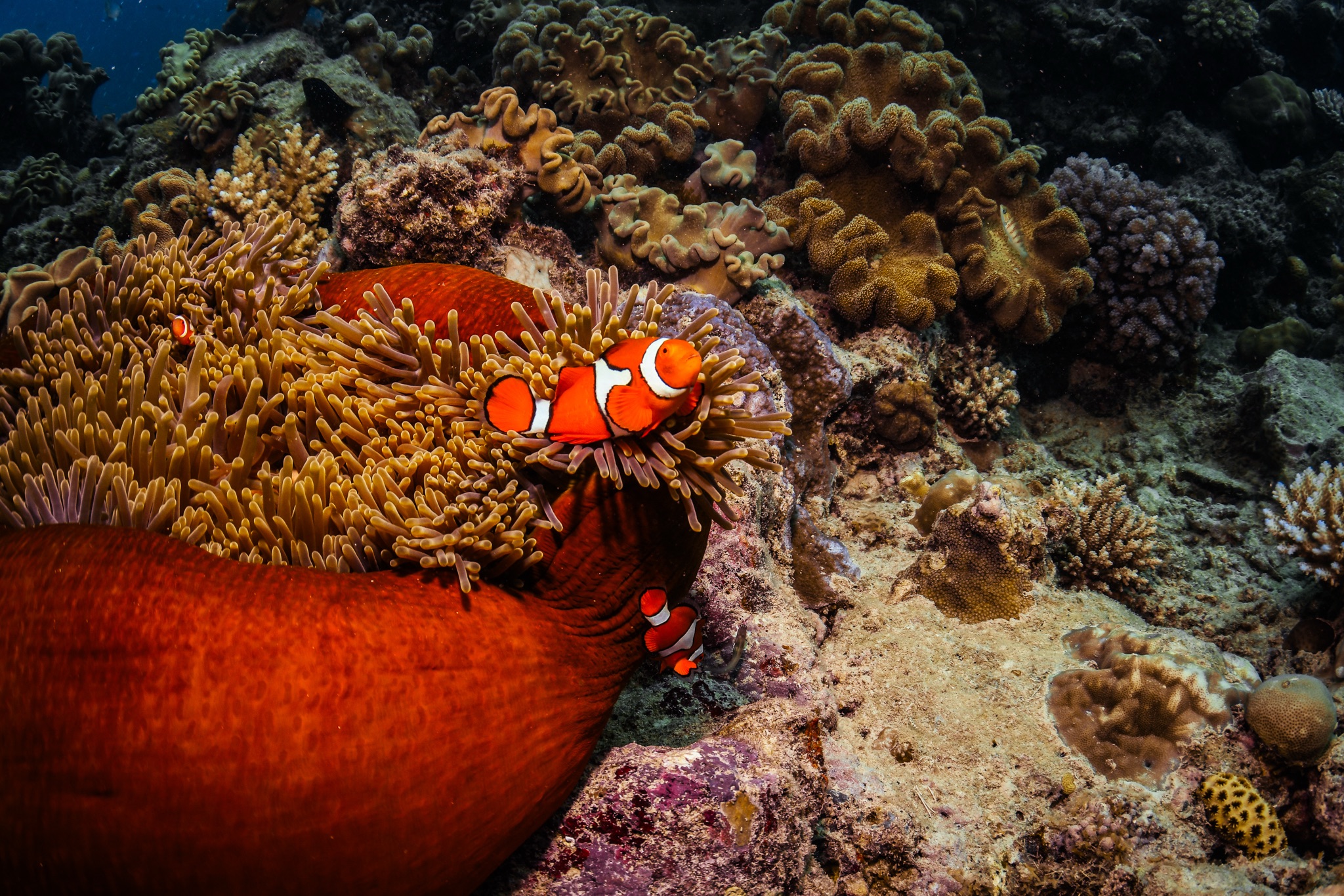 Diving observation in a reef ecosystem