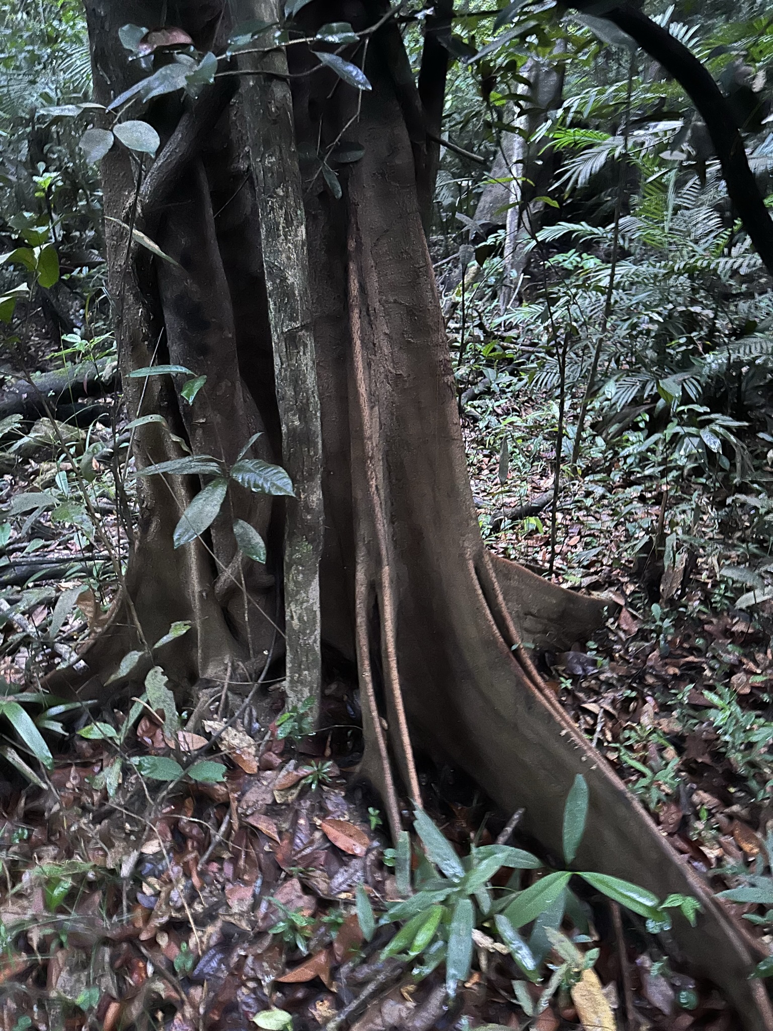 Amazon river and forest context