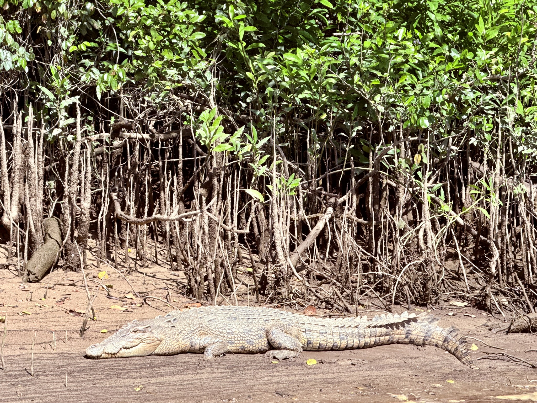 Amazon wildlife and forest water landscape