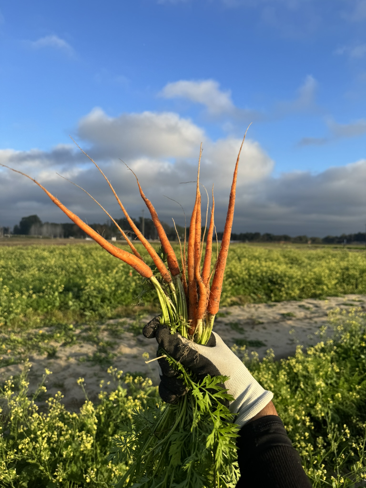 Florida agriculture in the Everglades region