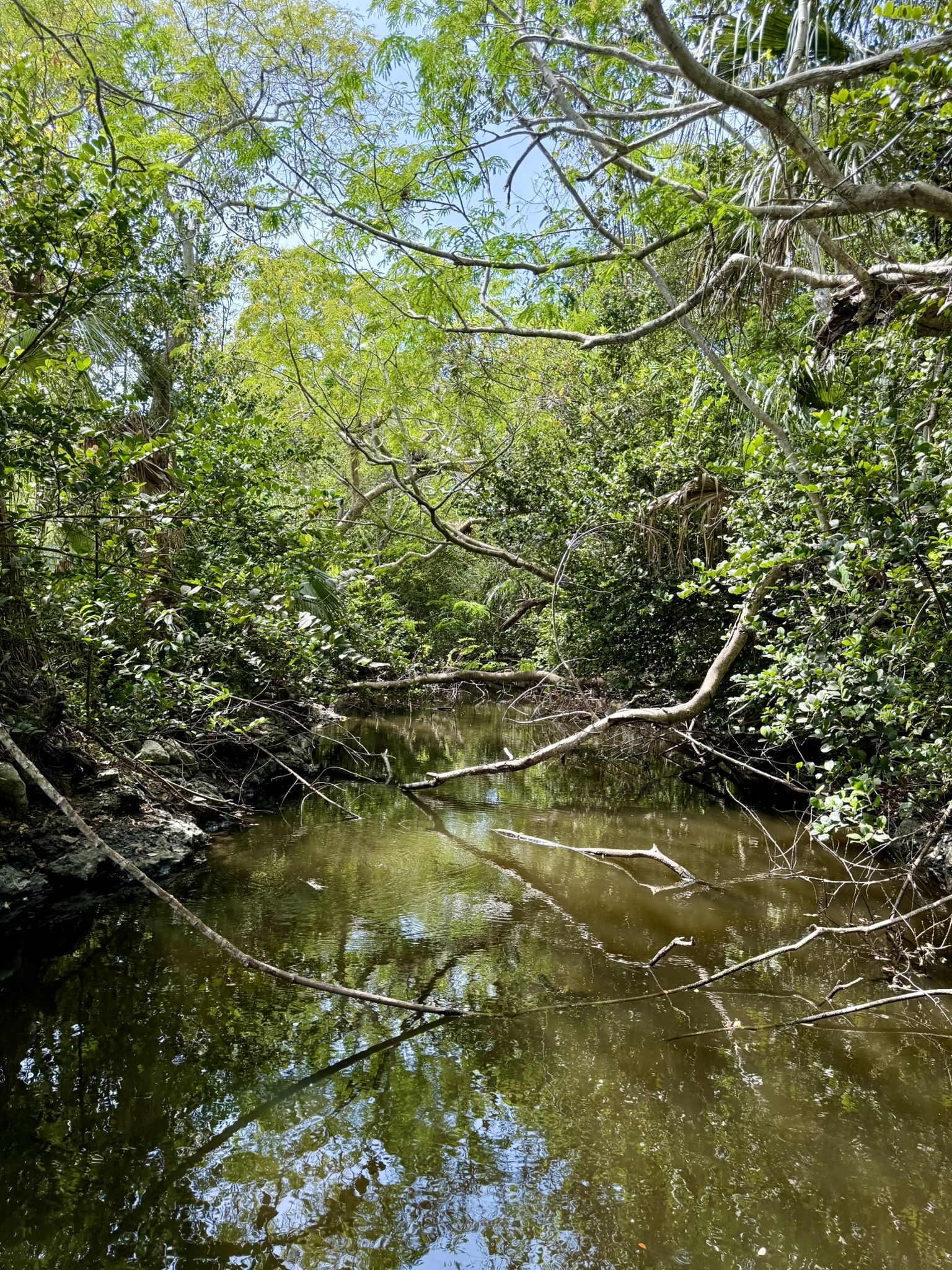 Wetland water and vegetation in Florida