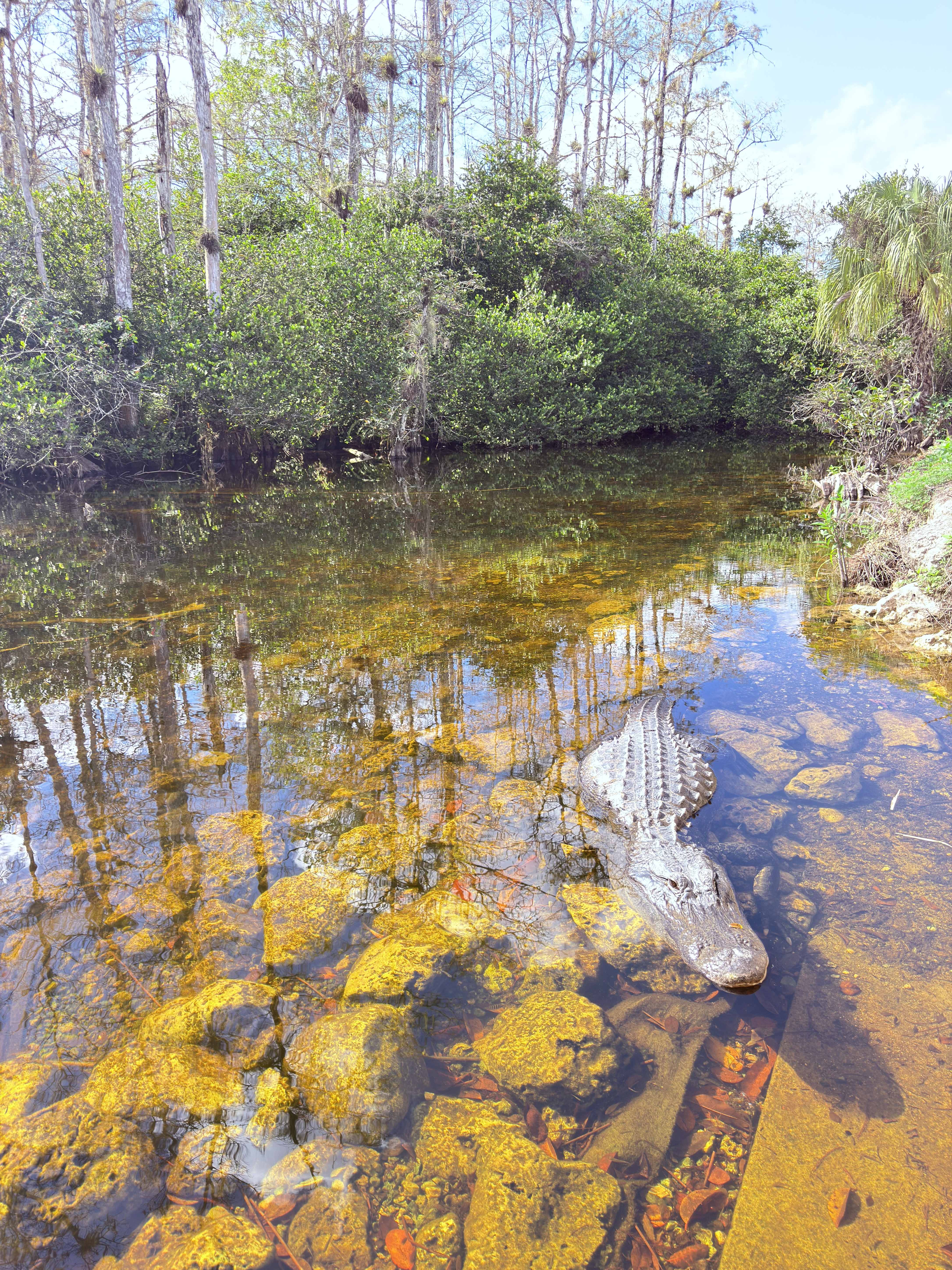 Florida wetland landscape and wildlife context