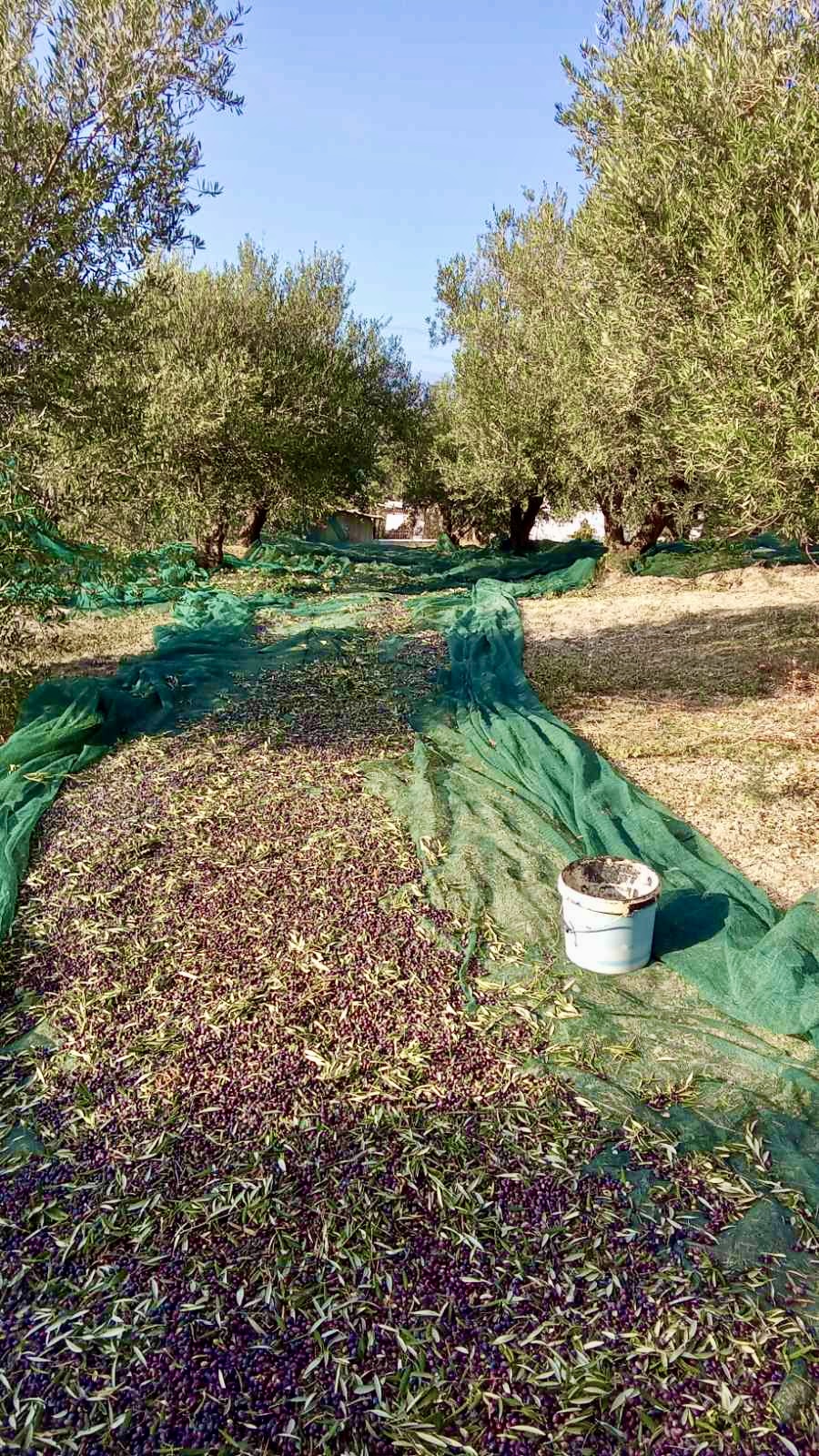 Olive landscape in Crete informing field-based agricultural perspective