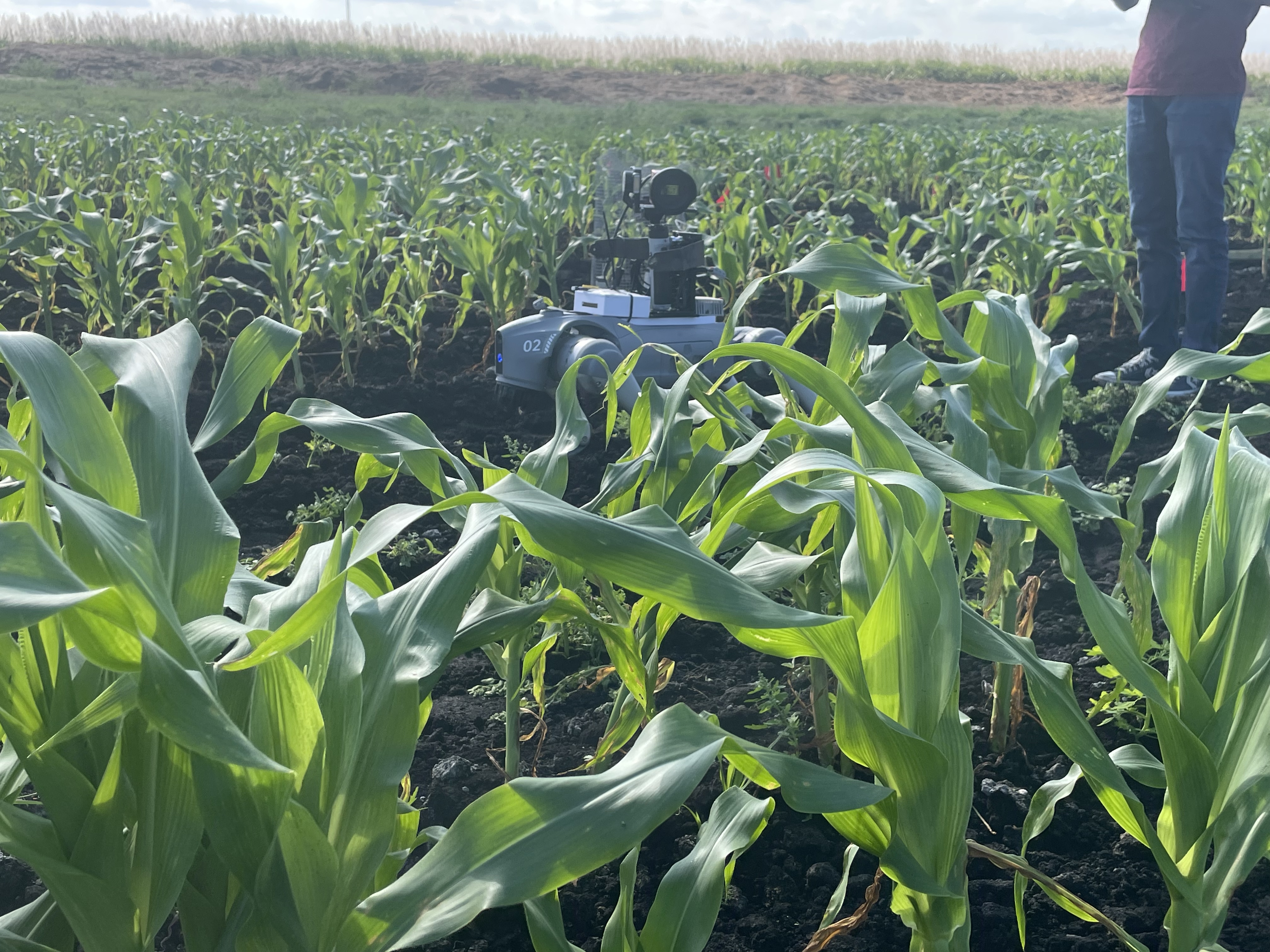 Field sensing robot operating between corn rows