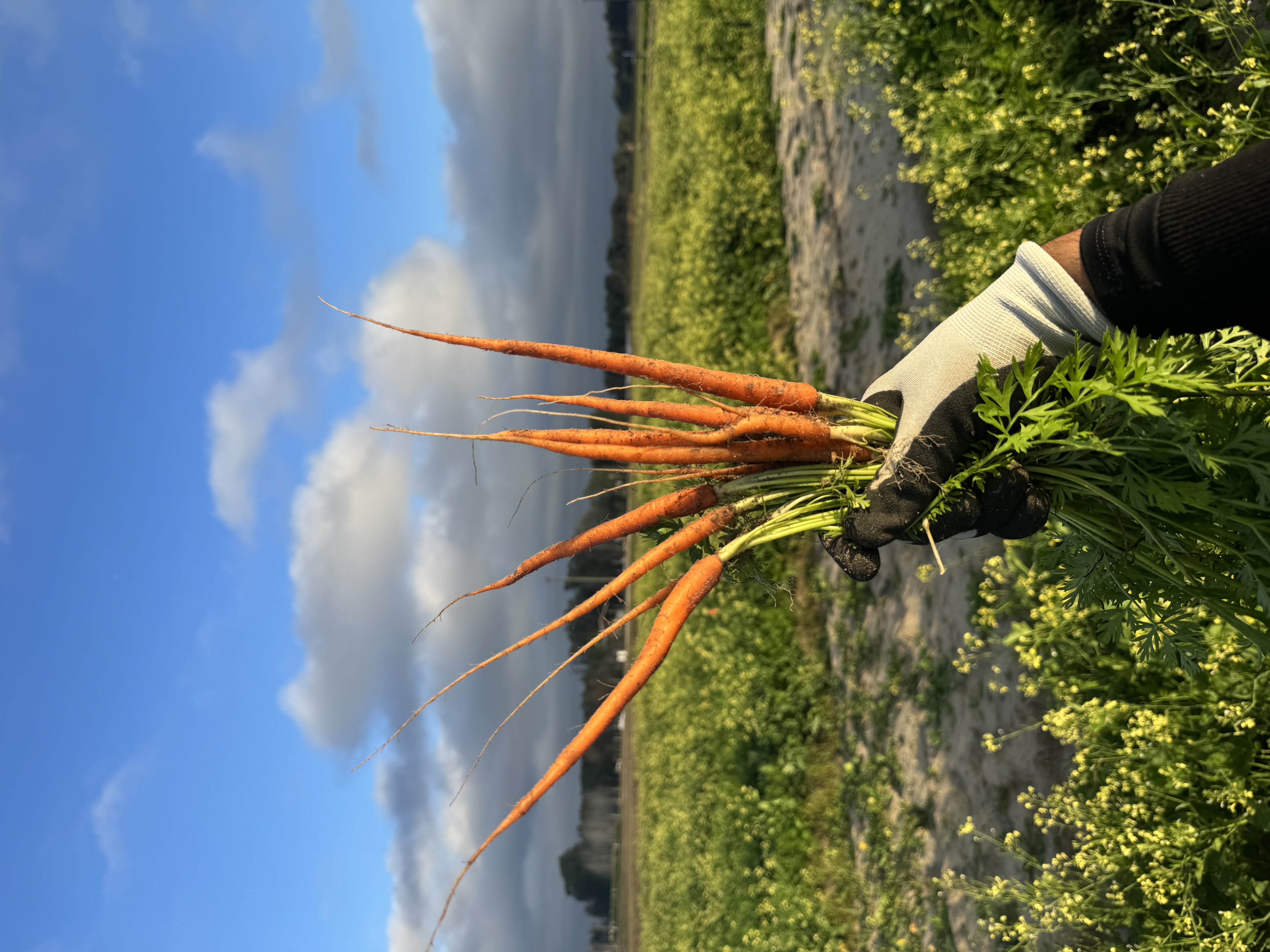 Field observations supporting environmental monitoring